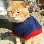 河鹿荘 - 途中、峠の茶屋で出会った猫。