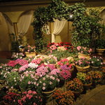 今回は咲いてました