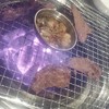 韓国焼肉 山賊