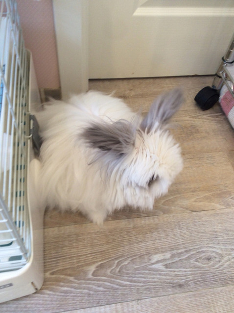 北広島にあるウサギカフェ By Yuzuk222 うさカフェ しあわせ うさぎ 北広島市その他 カフェ 食べログ