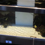 Red Lobster - ロブスター君が水槽に