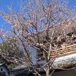 懐石料理 割烹 千代田 - 中庭のTVで放映された寒桜