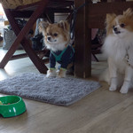 ワンコカフェ ウチヤマ - わんこ用馬肉スープを待てするわんこたち