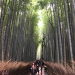 Yoshiya - 竹林の道
