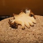 古賀 - 石オンザあわび