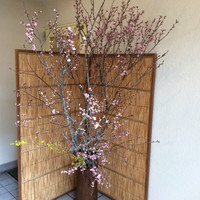 日本料理 寺田 - 玄関にこんなに立派な桜！
                さすが寺田さん。
                粋なはからいです。