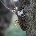 弁天山美家古寿司 - 隅田川（すみだがは）の櫻花（さくら）