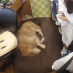 三びきの子ぶた - 再訪問　201012