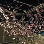 旬菜 おぐら家 - テラスの桜