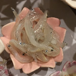 旬菜 おぐら家 - 白魚