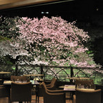 スラッシュカフェ - 夜桜のライトアップ