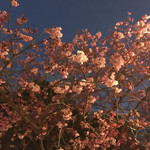 Kichisen - 夜桜１