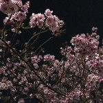 Kichisen - 夜桜２