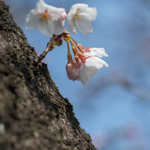 宝来家 - 櫻花（さくら）