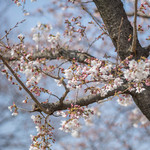 宝来家 - 櫻花（さくら）