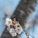 宝来家 - 櫻花（さくら）