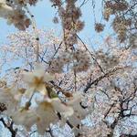 code kurkku - 新宿御苑の桜