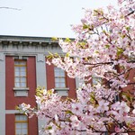 セルヴァッジョ - 名古屋市市政資料館の大寒桜