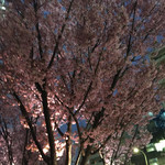 YASAKA - お店に行く途中の桜