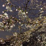 YASAKA - お店近くのこの木はまだ3分くらい