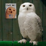 ふくろうマジック - 