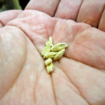 サントリー 天然水のビール工場 東京・武蔵野ブルワリー - 麦芽