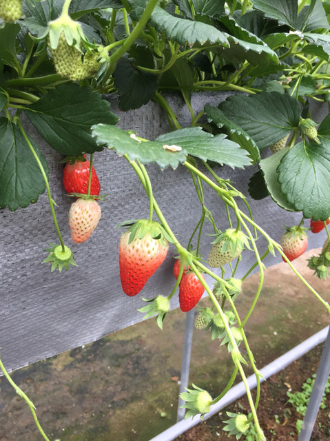 丸武園 三河田原 その他 食べログ