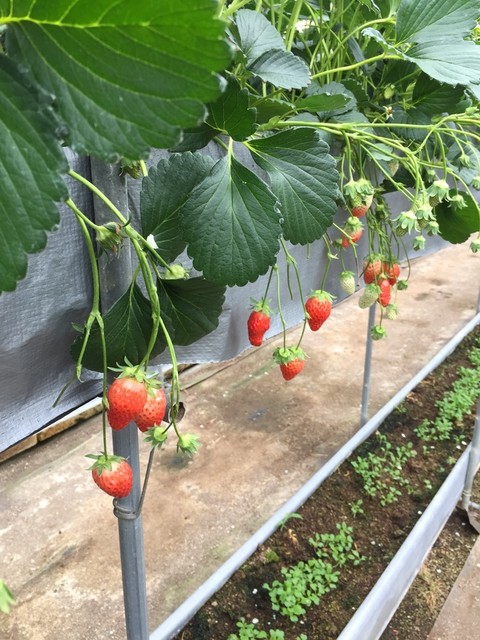 丸武園 三河田原 その他 食べログ