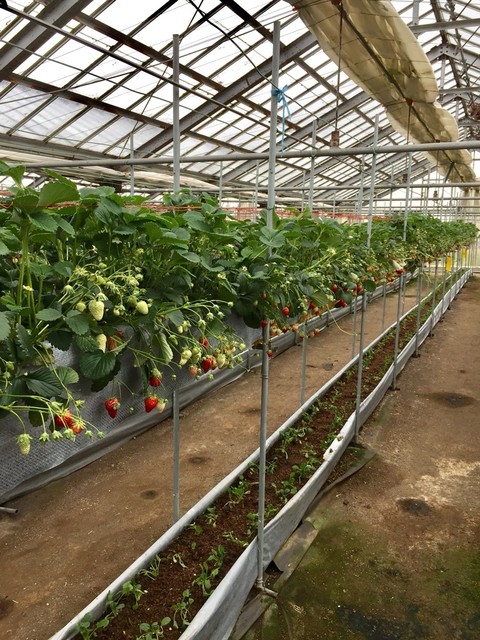 丸武園 三河田原 その他 食べログ