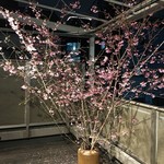 旬菜 おぐら家 - テラスの桜