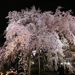 六義園 心泉亭 - 満開の正門のしだれ桜