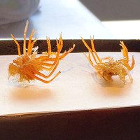 熊魚菴 たん熊北店 東京ドームホテル店 - 才巻海老アタマ