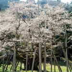 御菓子所　吉野屋 - 樹齢1,500年を超える日本五大桜の１つ、本巣市が誇る淡墨桜