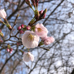 そば舎 あお - 桜が咲いてきました！