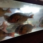 Kinasamura - 水槽で泳ぐたくさんの魚