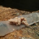 新鮨し - 肝を乗せる