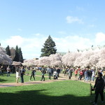 U:DON Fresh Japanese Noodle Station - Univesrtisty of Wahington