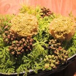 イレテテュヌフワ - 蕗の薹のケーキ