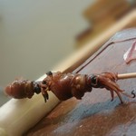 伊勢鮨 - ホタルイカ