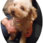 鉄板料理 風神 - 人気者のよつばちゃん　2017.3