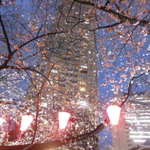 鉄板料理 風神 - 目黒川沿いの桜の風景　2017.3