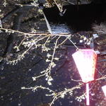 鉄板料理 風神 - 目黒川沿いの桜の風景　2017.3