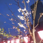 鉄板料理 風神 - 目黒川沿いの桜の風景　2017.3