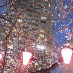 鉄板料理 風神 - 目黒川沿いの桜の風景　2017.3