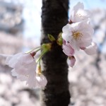破天荒 - 桜の命は短いから美しい？
