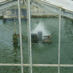 うな重一番 - 養殖池