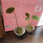 蕎麦切り屋 - 店内の風景　2017.4