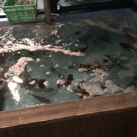 鯖とか烏賊とか真とか - 