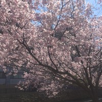 名古屋コーチン 堀江 - 