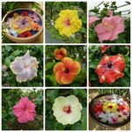 ユートピアファーム宮古島 - ハイビスカス色々♪